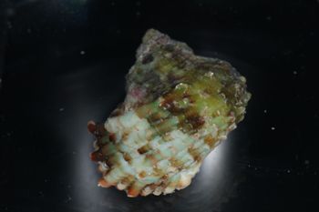 Media type: image;   Malacology 393714 Description: live specimen;